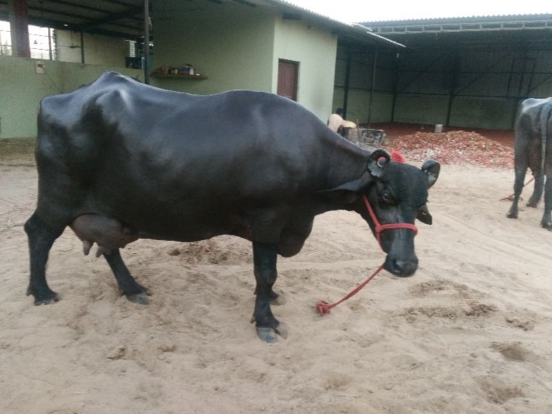 Live Pure Murrah Buffalo 06