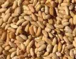 Neem Seeds 02