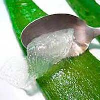 Aloe Vera Pulp 03