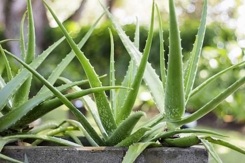 Fresh Aloe Vera Leaves 01