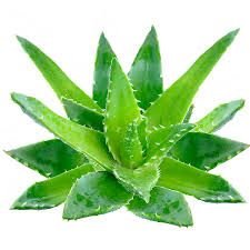 Fresh Aloe Vera Leaves 02