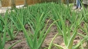 Fresh Aloe Vera Leaves 03