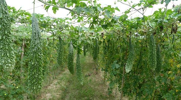 Fresh Bitter Gourd 01