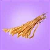 Palm Snake