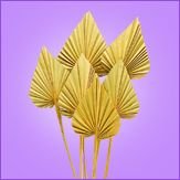 Palm Spear