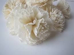 Sola Carnation Flowers