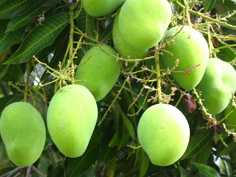 Kesar Mango Plant 02