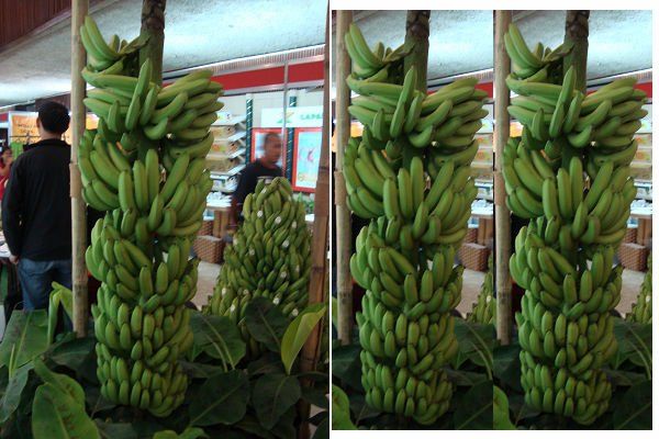 Fresh Green Cavendish Banana 02