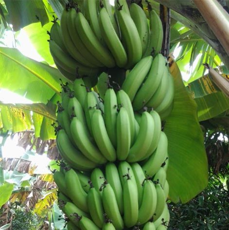Fresh Green Cavendish Banana 03