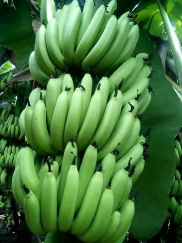 Fresh Green Cavendish Banana 04