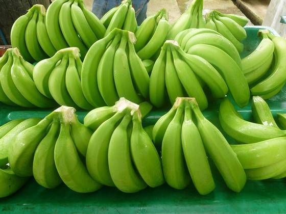 Fresh Green Cavendish Banana 05