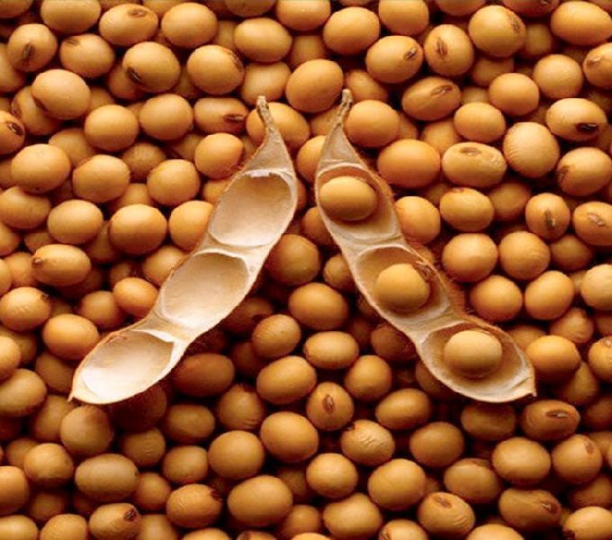 Soybean Seeds 01