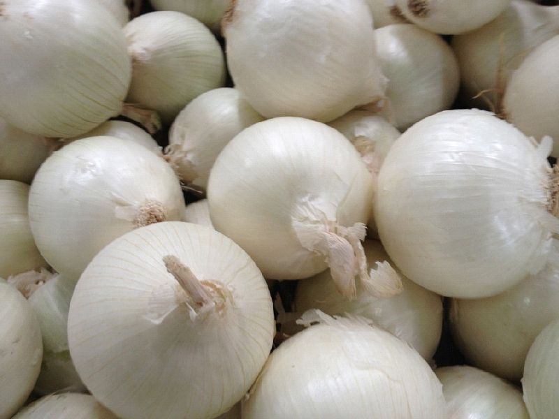 Fresh White Onion 04