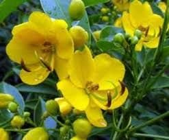 Senna Flower 01