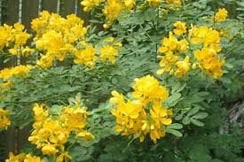 Senna Flower 02