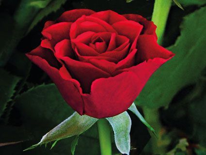 Fresh Indian Rose 02