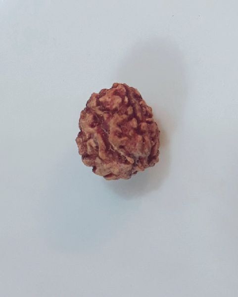 3 Mukhi Rudraksha 01
