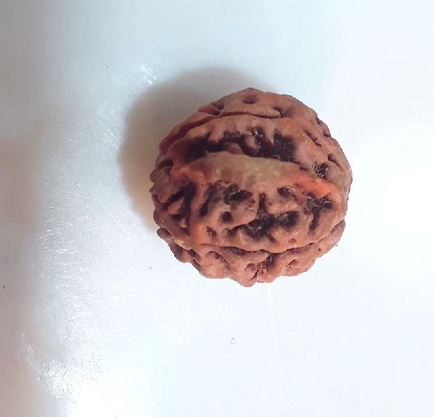 3 Mukhi Rudraksha 04