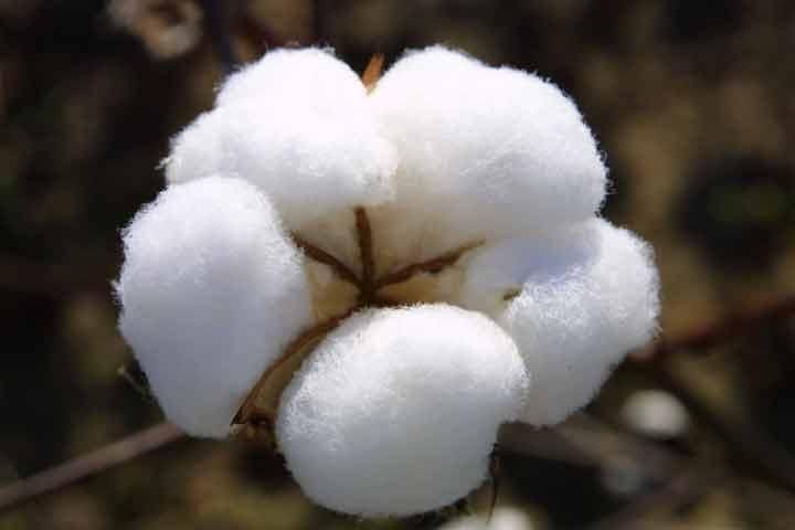 Raw Cotton 02