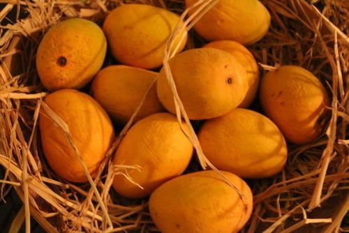 Fresh Alphonso Mango 03
