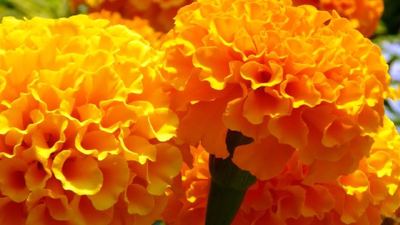 Fresh Marigold Flower 02