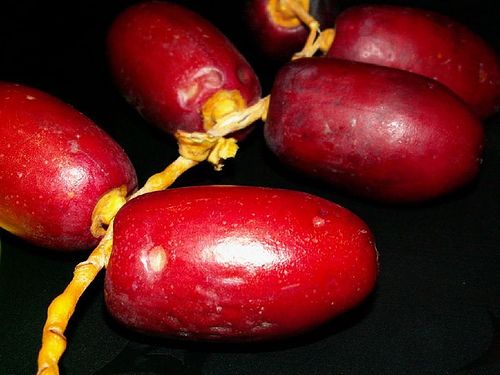 Fresh Dates 04