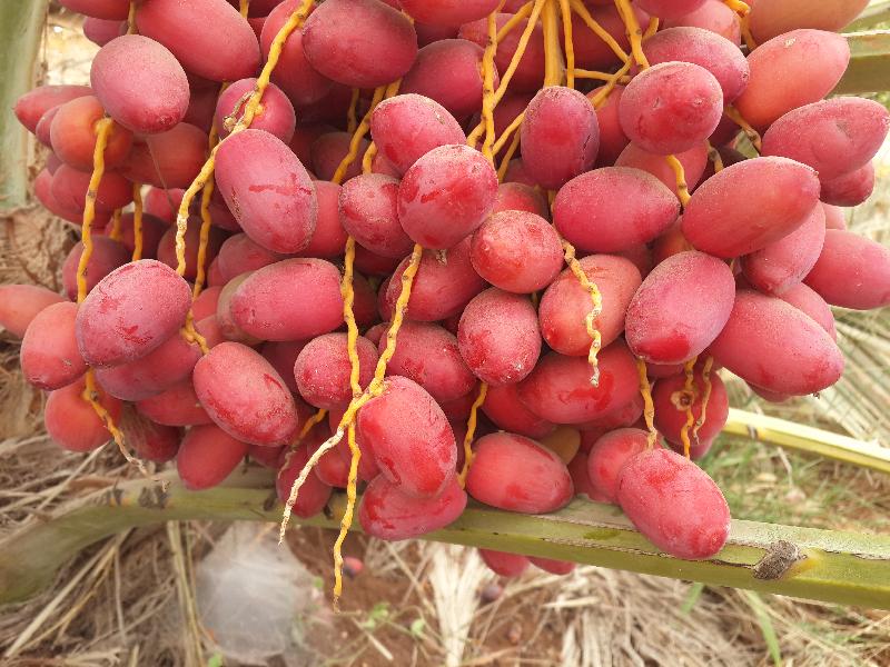 Fresh Dates 07