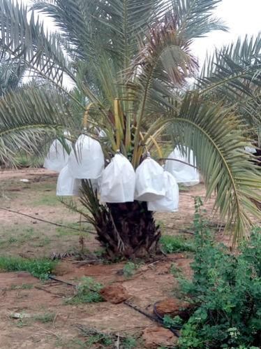 Fresh Yellow Barhi Dates 04