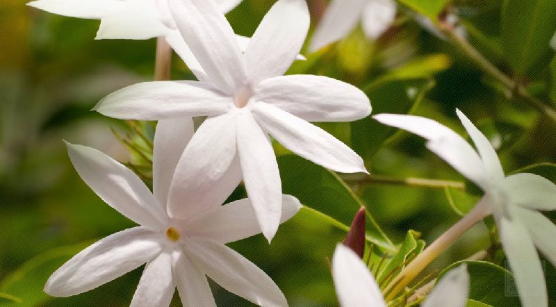 Fresh Jasmine Flower 01