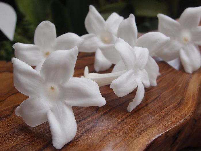 Fresh Jasmine Flower 03