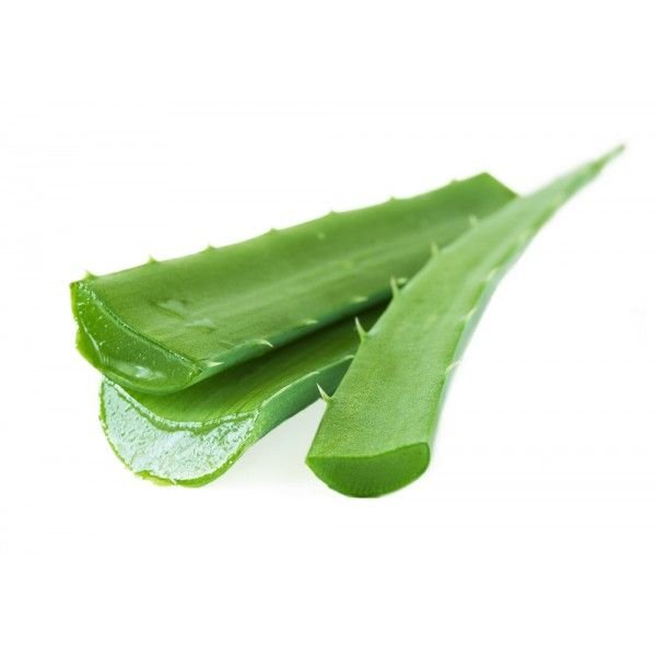 Organic Aloe Vera Leaves 01