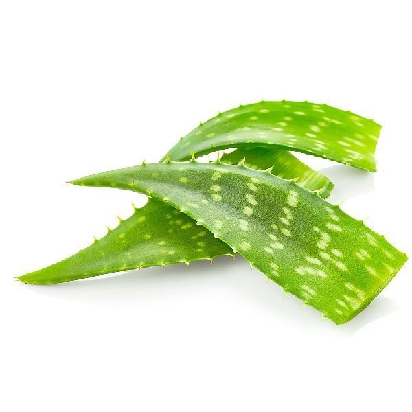 Organic Aloe Vera Leaves 03
