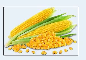 Yellow Corn 02
