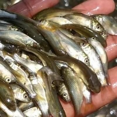 Grass Carp Fish Seeds 01