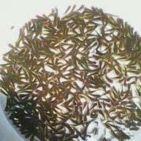 Katla Fish Seeds 02