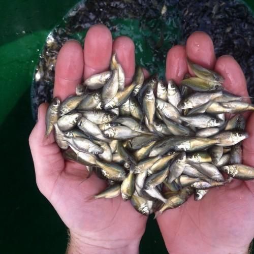 Katla Fish Seeds 01