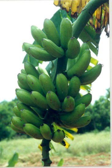 Nanjangud Rasabale Banana  02