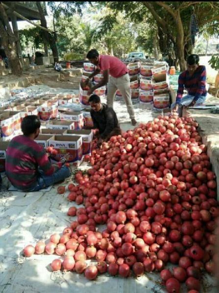 Fresh Pomegranate 05