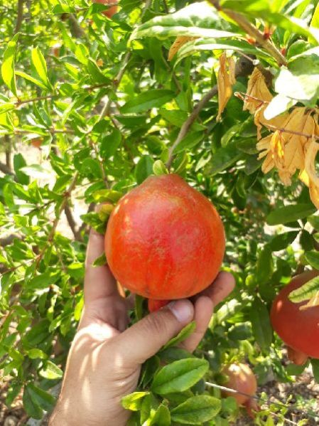 Fresh Pomegranate 06