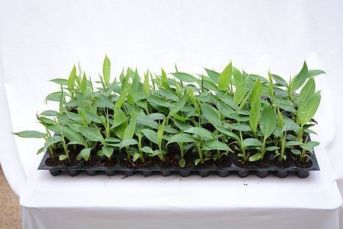 Banana Plants 01