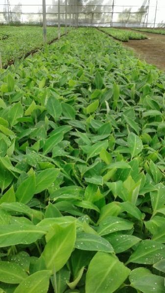 Banana Plants 02