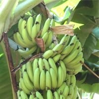 Banana Plants 03
