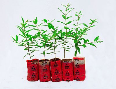 Ornamental Pomegranate 01