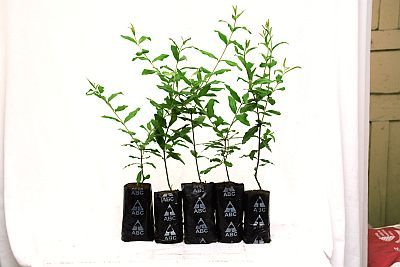 Ornamental Pomegranate 02