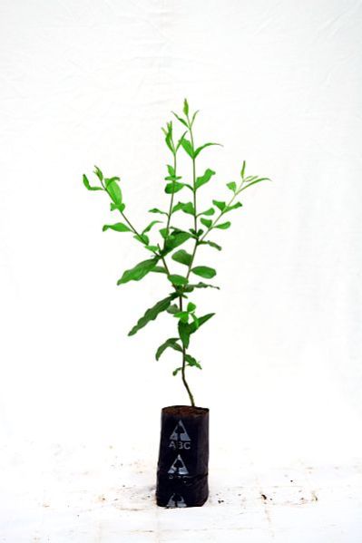Ornamental Pomegranate 04