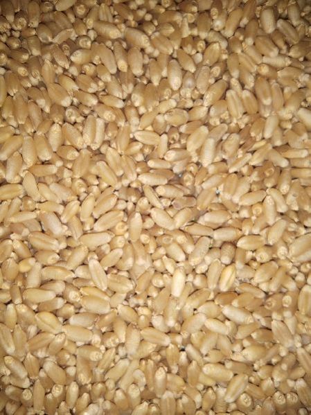 Wheat Seeds 01