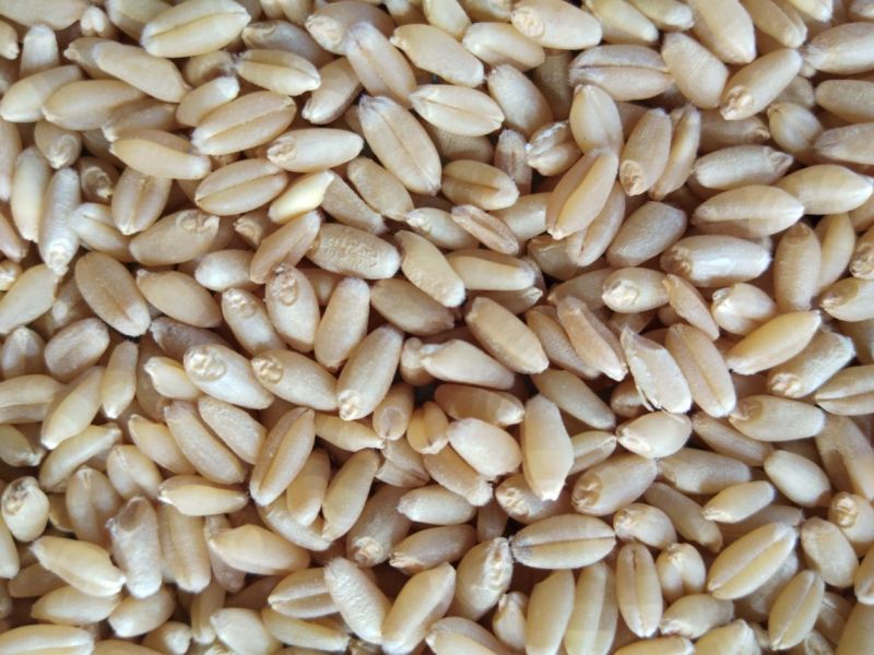 Wheat Seeds 02
