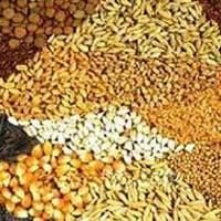 cattle feed raw material 02