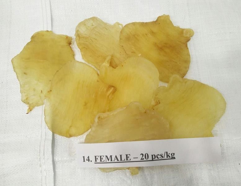 Ghol Fish Maws Female 20 Pcs kg
