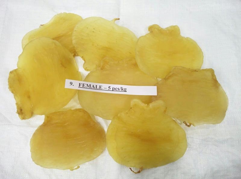 Ghol Female Fish Maws 5 Pcs Kg